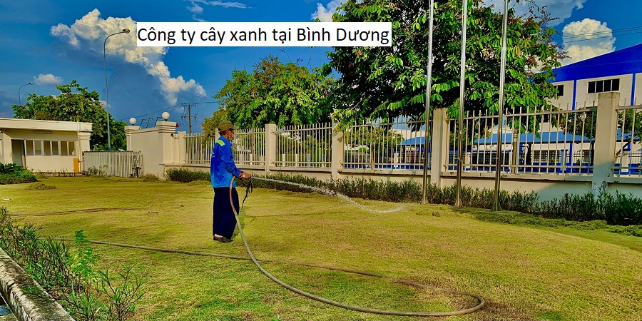 Công ty cây xanh tại Bình Dương