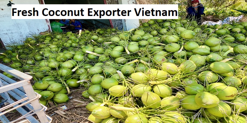 Fresh Coconut Exporter Vietnam